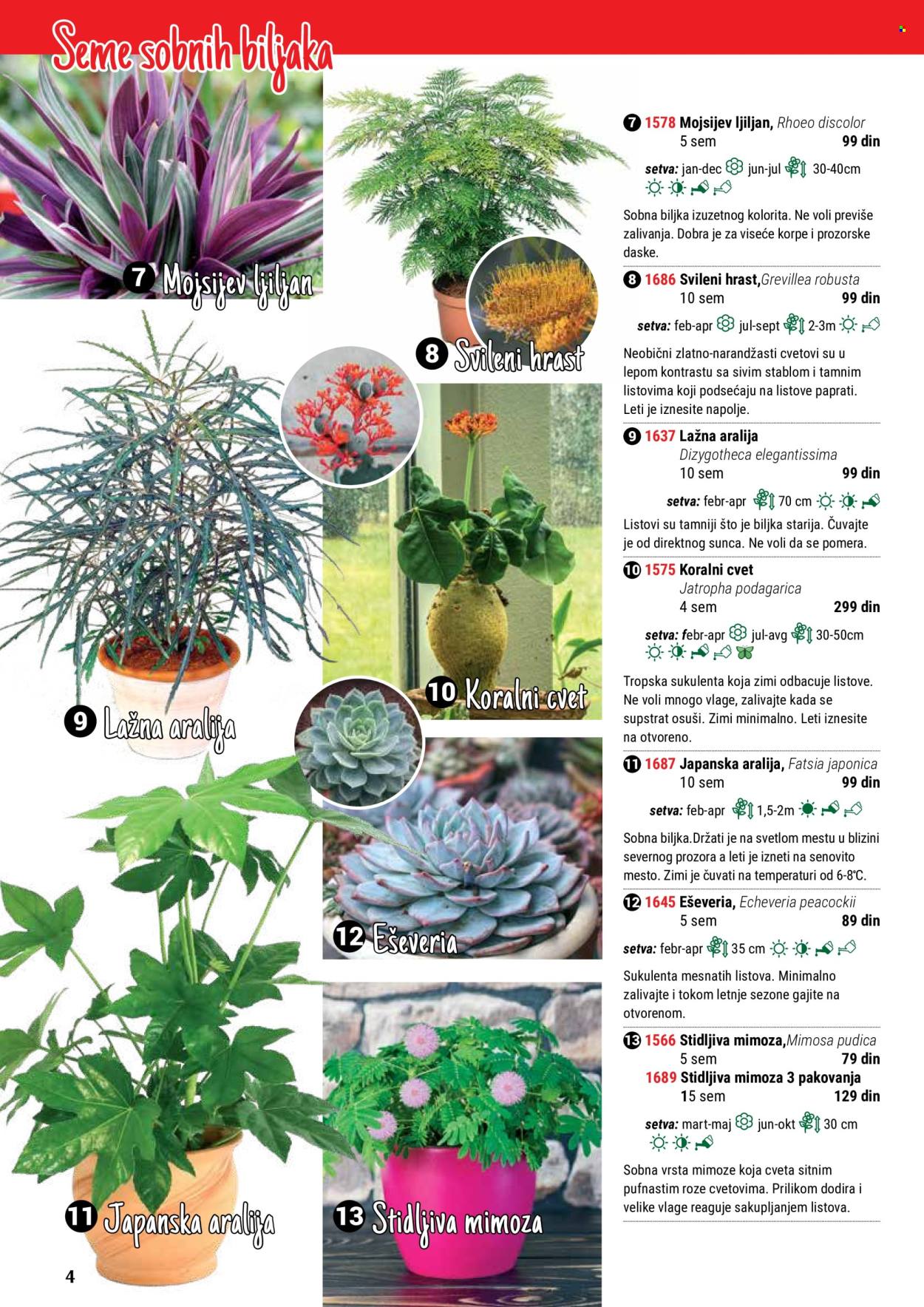 thumbnail - Flora Ekspres katalog - Proizvodi na akciji - sobne biljke, ljiljan. Stranica 4.