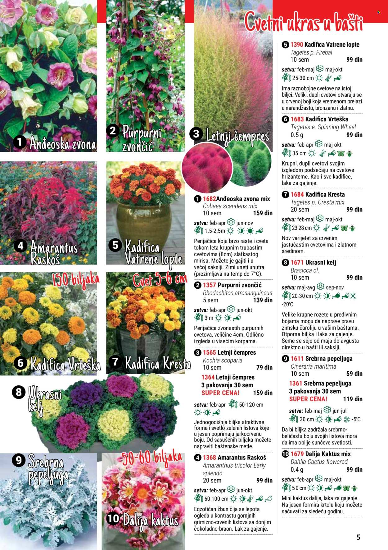 thumbnail - Flora Ekspres katalog - Proizvodi na akciji - kaktus, sobne biljke, Dahlia, hrizantema. Stranica 5.