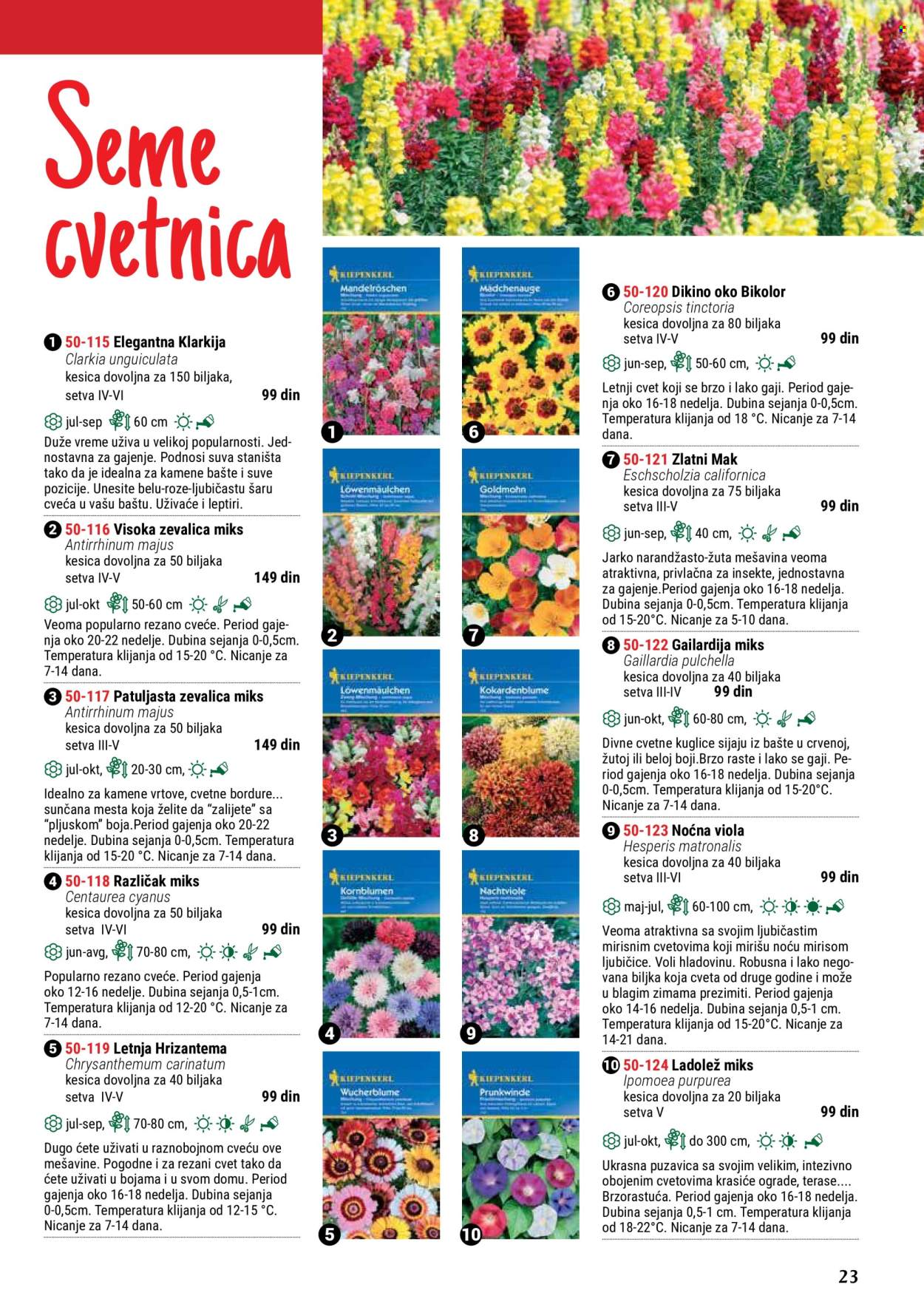 thumbnail - Flora Ekspres katalog - Proizvodi na akciji - cveće, hrizantema. Stranica 23.