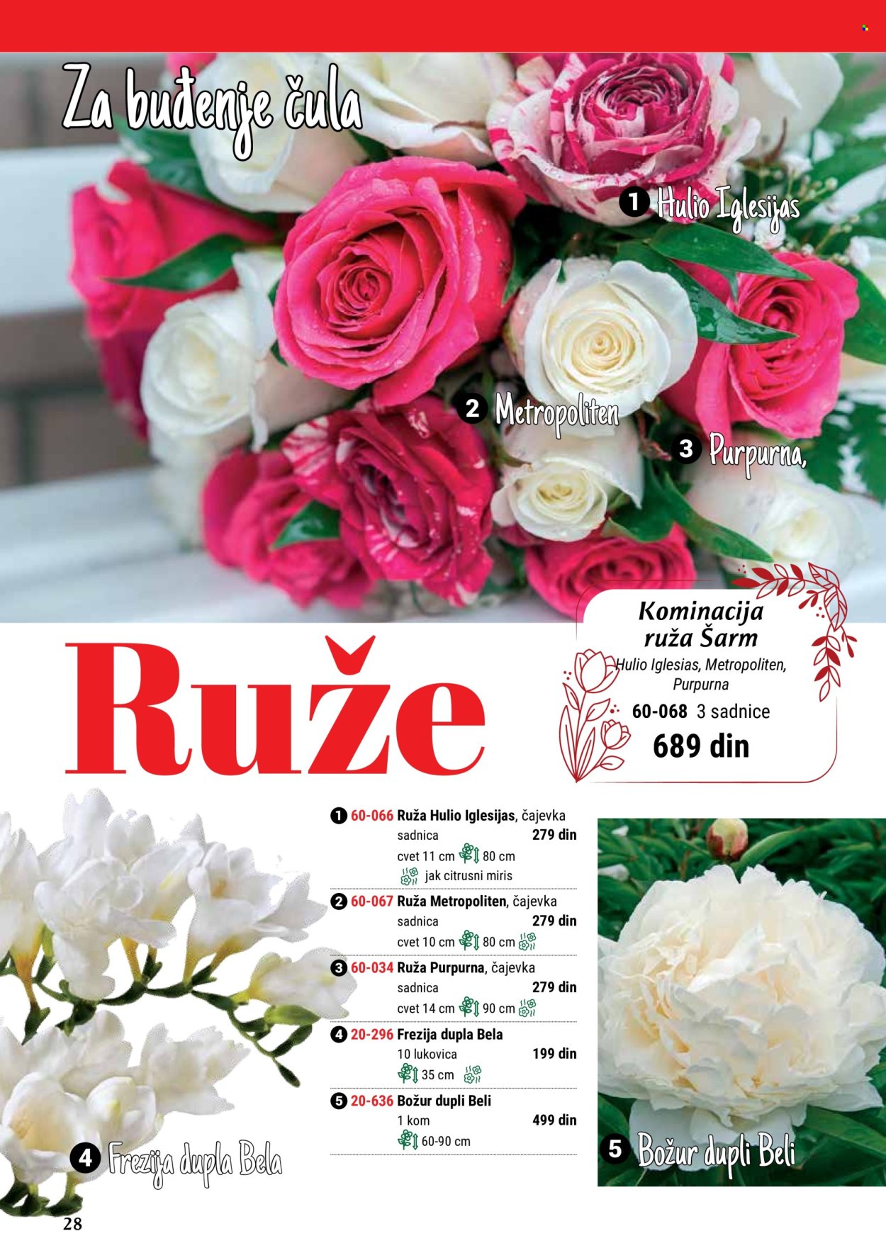 thumbnail - Flora Ekspres katalog - Proizvodi na akciji - sadnice, ruže. Stranica 28.