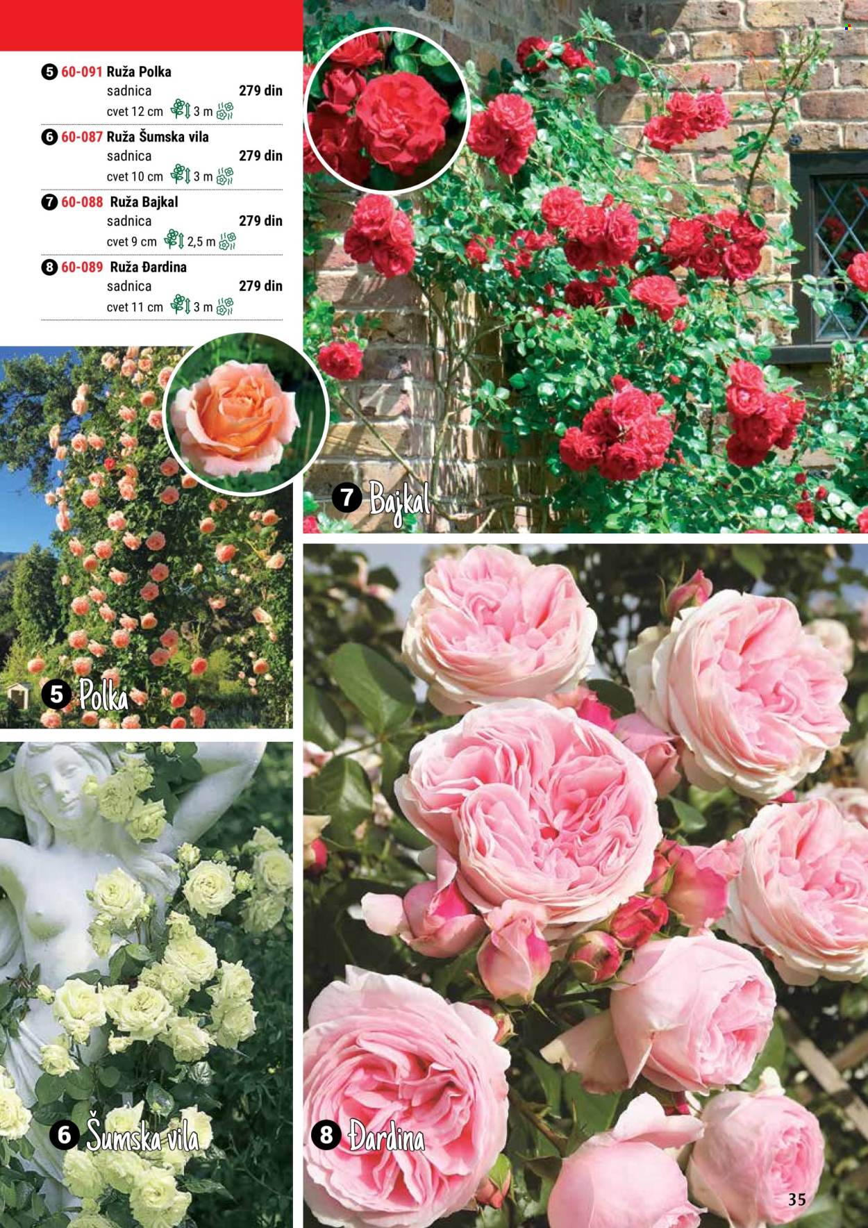 thumbnail - Flora Ekspres katalog - Proizvodi na akciji - sadnice, ruže. Stranica 35.