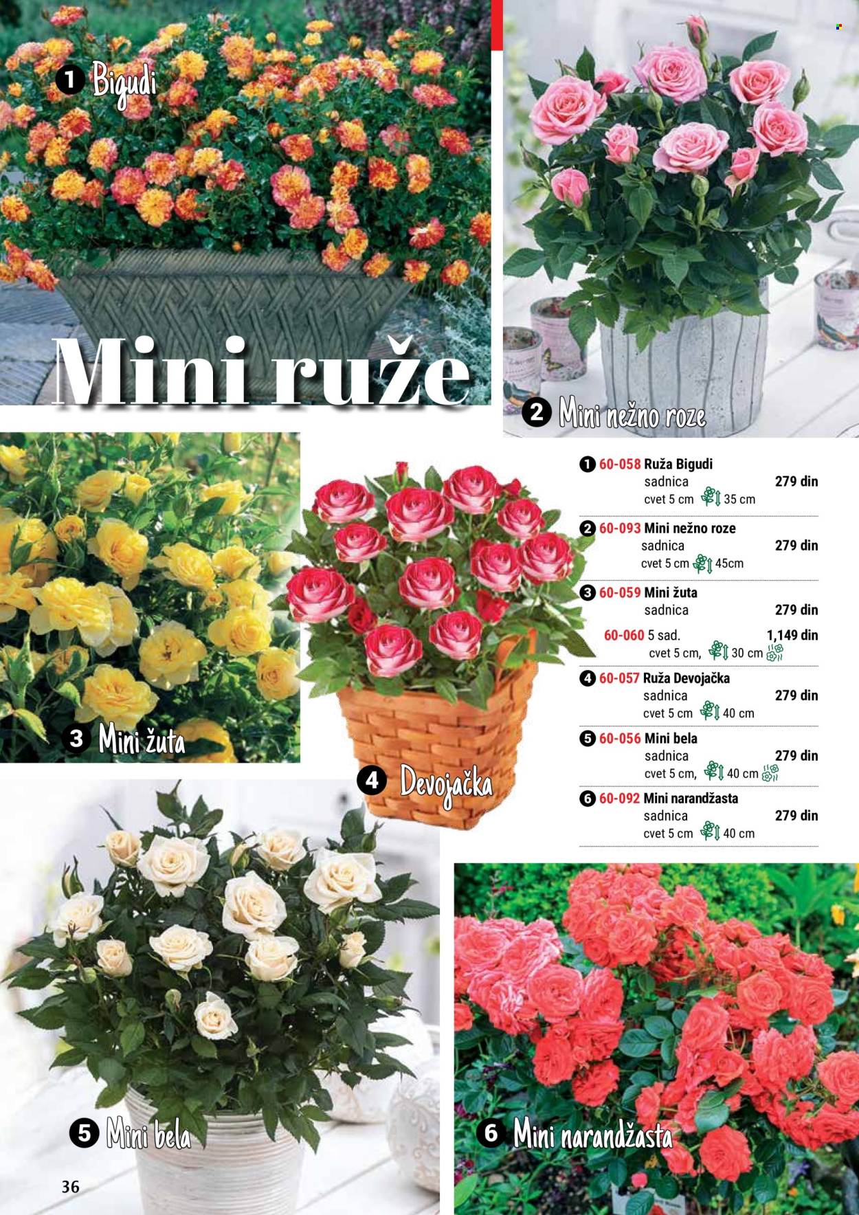 thumbnail - Flora Ekspres katalog - Proizvodi na akciji - sadnice, ruže. Stranica 36.