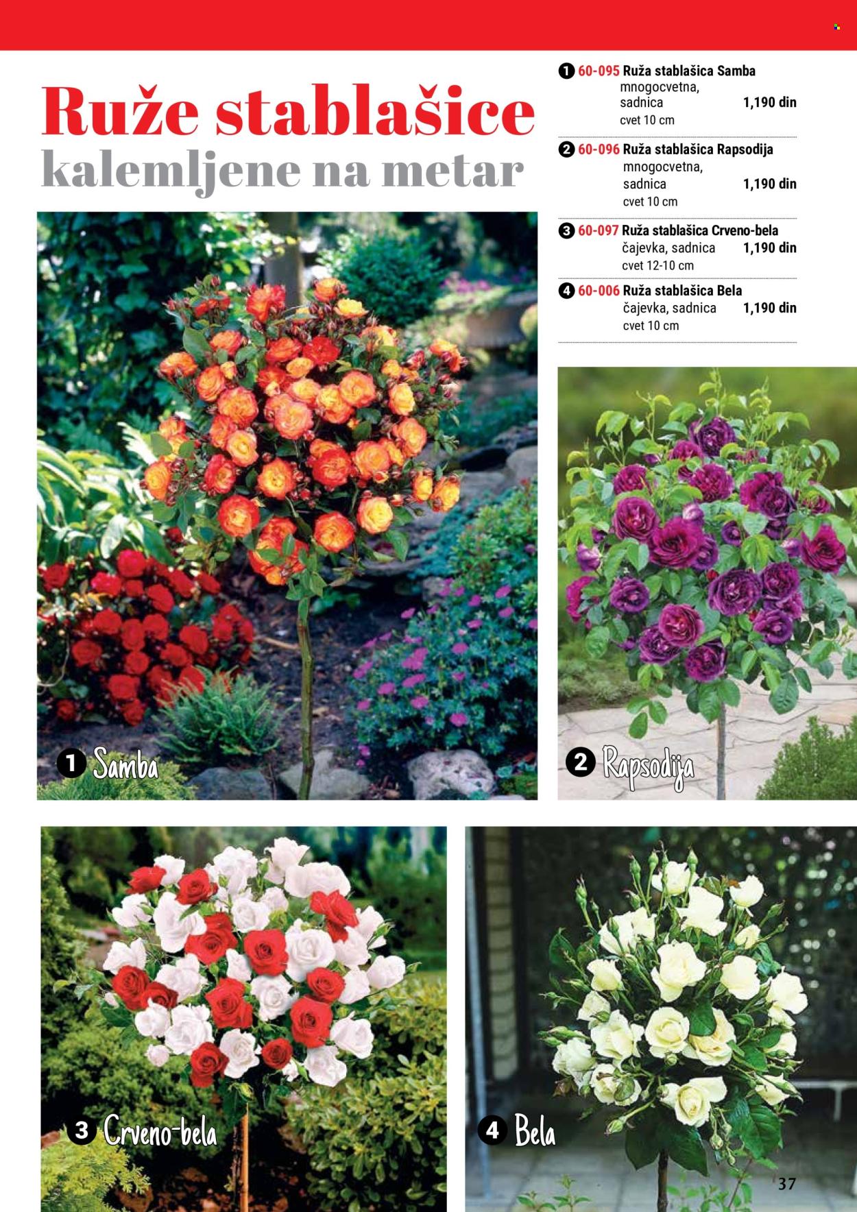 thumbnail - Flora Ekspres katalog - Proizvodi na akciji - sadnice, ruže, ruža stablašica. Stranica 37.