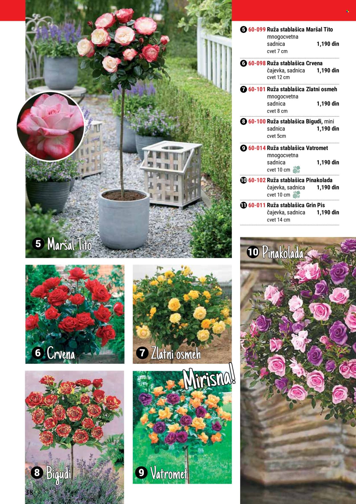 thumbnail - Flora Ekspres katalog - Proizvodi na akciji - sadnice, ruže, ruža stablašica. Stranica 38.