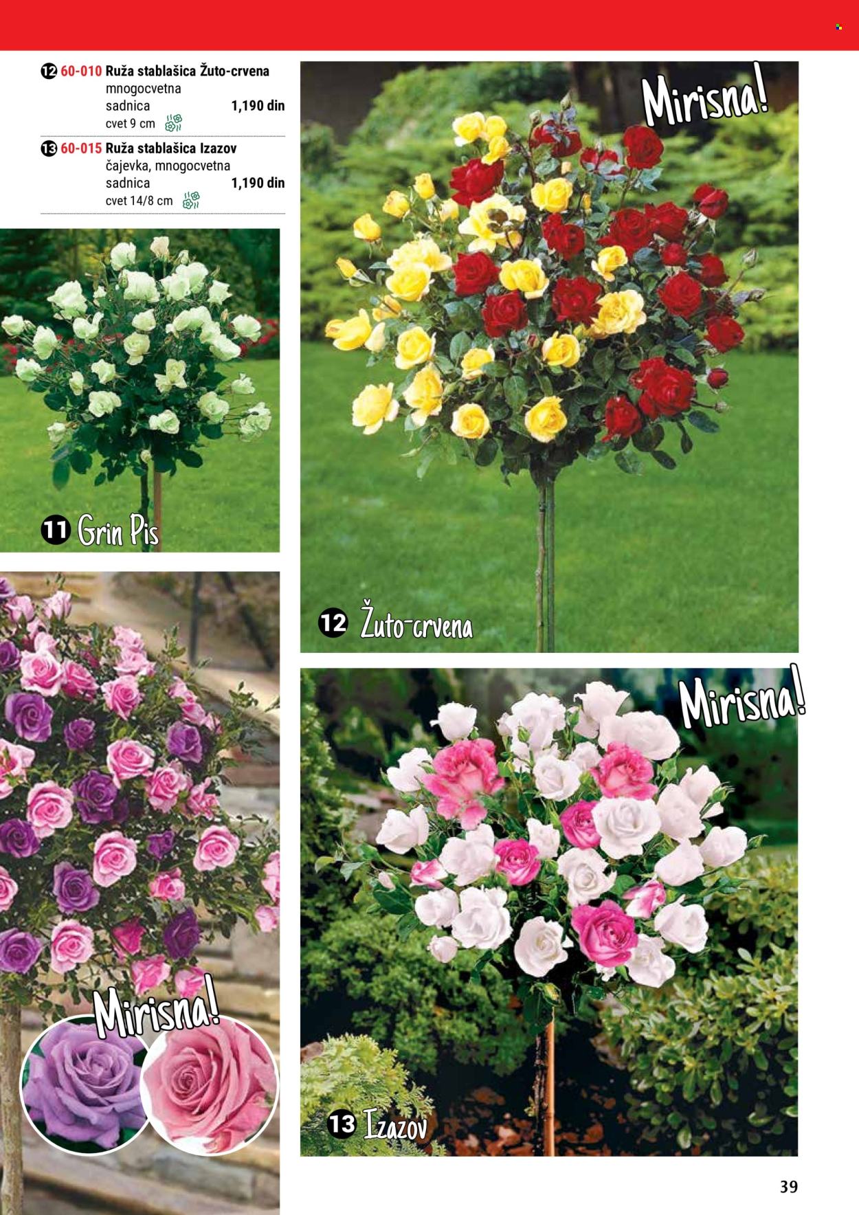 thumbnail - Flora Ekspres katalog - Proizvodi na akciji - sadnice, ruže, ruža stablašica. Stranica 39.
