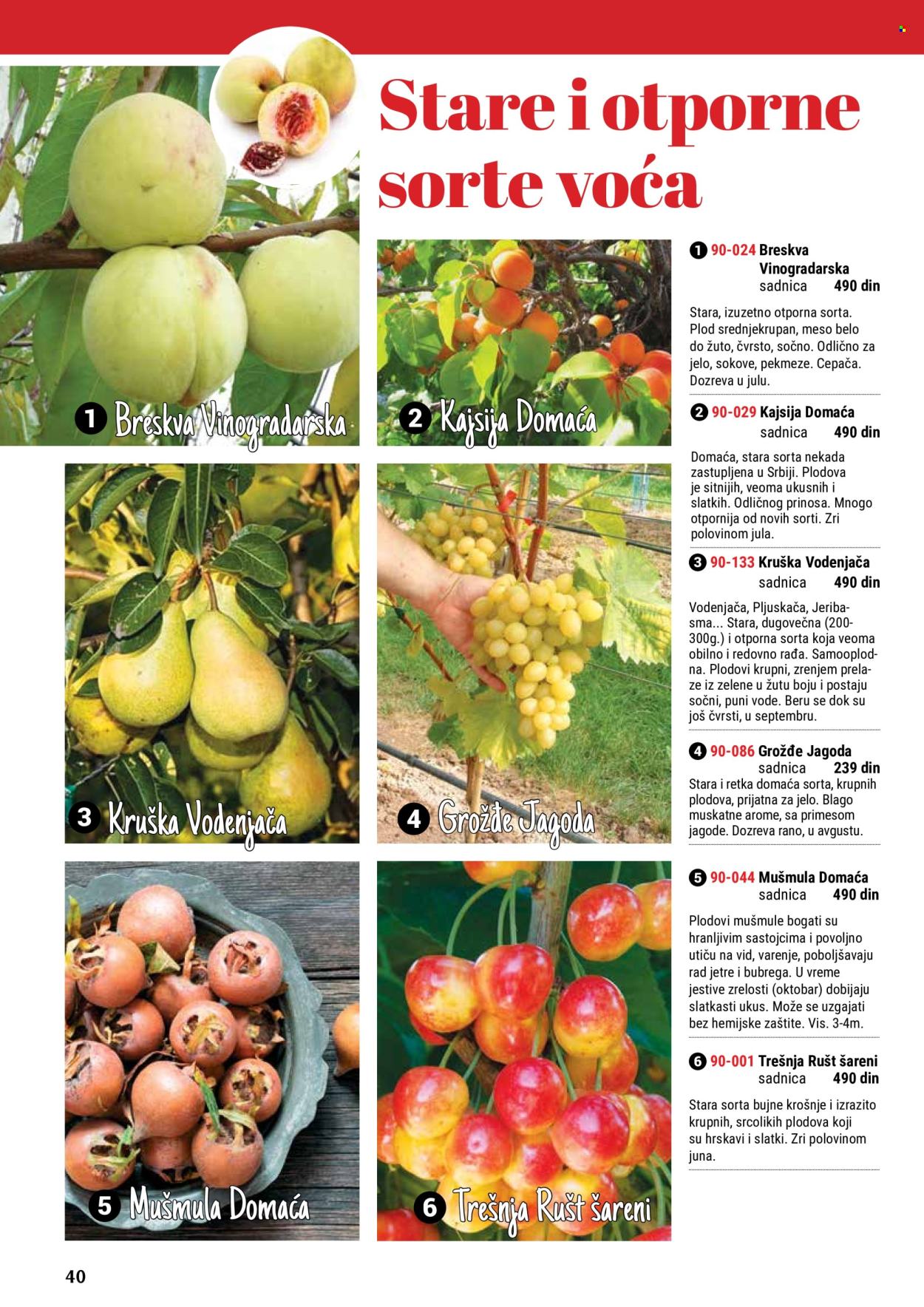 thumbnail - Flora Ekspres katalog - Proizvodi na akciji - jagoda, sadnice. Stranica 40.