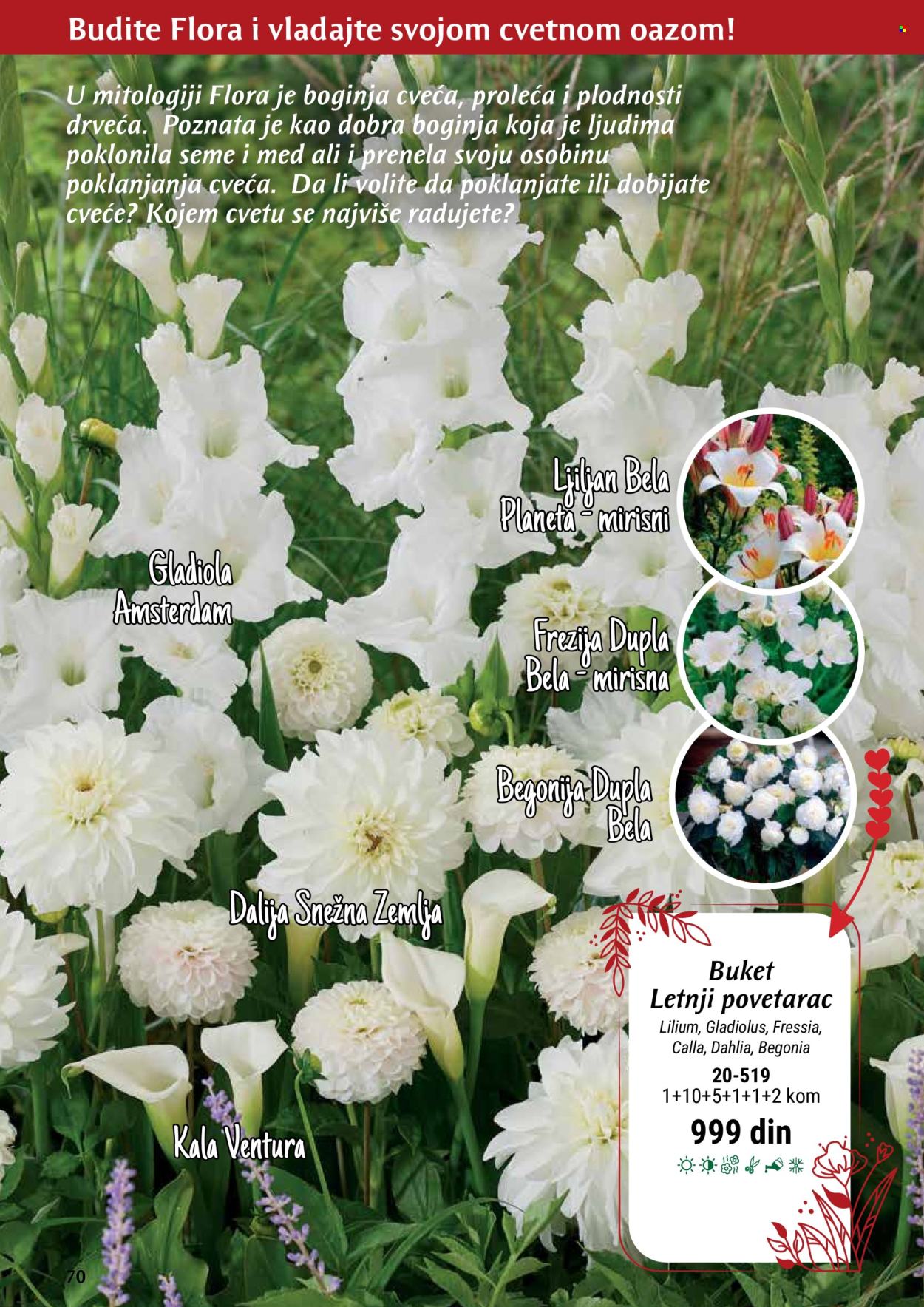 thumbnail - Flora Ekspres katalog - Proizvodi na akciji - cveće, sobne biljke, begonija, kala, ljiljan, Dahlia, ukrasne sobne biljke, zemlja. Stranica 70.