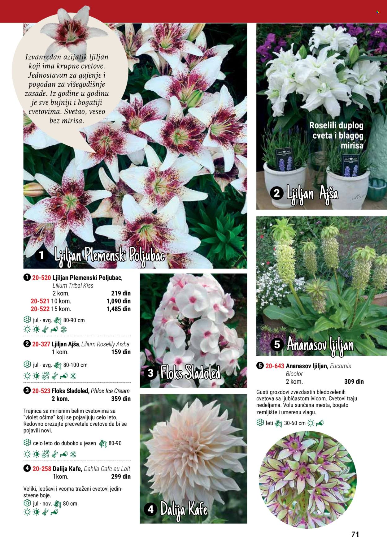 thumbnail - Flora Ekspres katalog - Proizvodi na akciji - sobne biljke, ljiljan, Dahlia. Stranica 71.