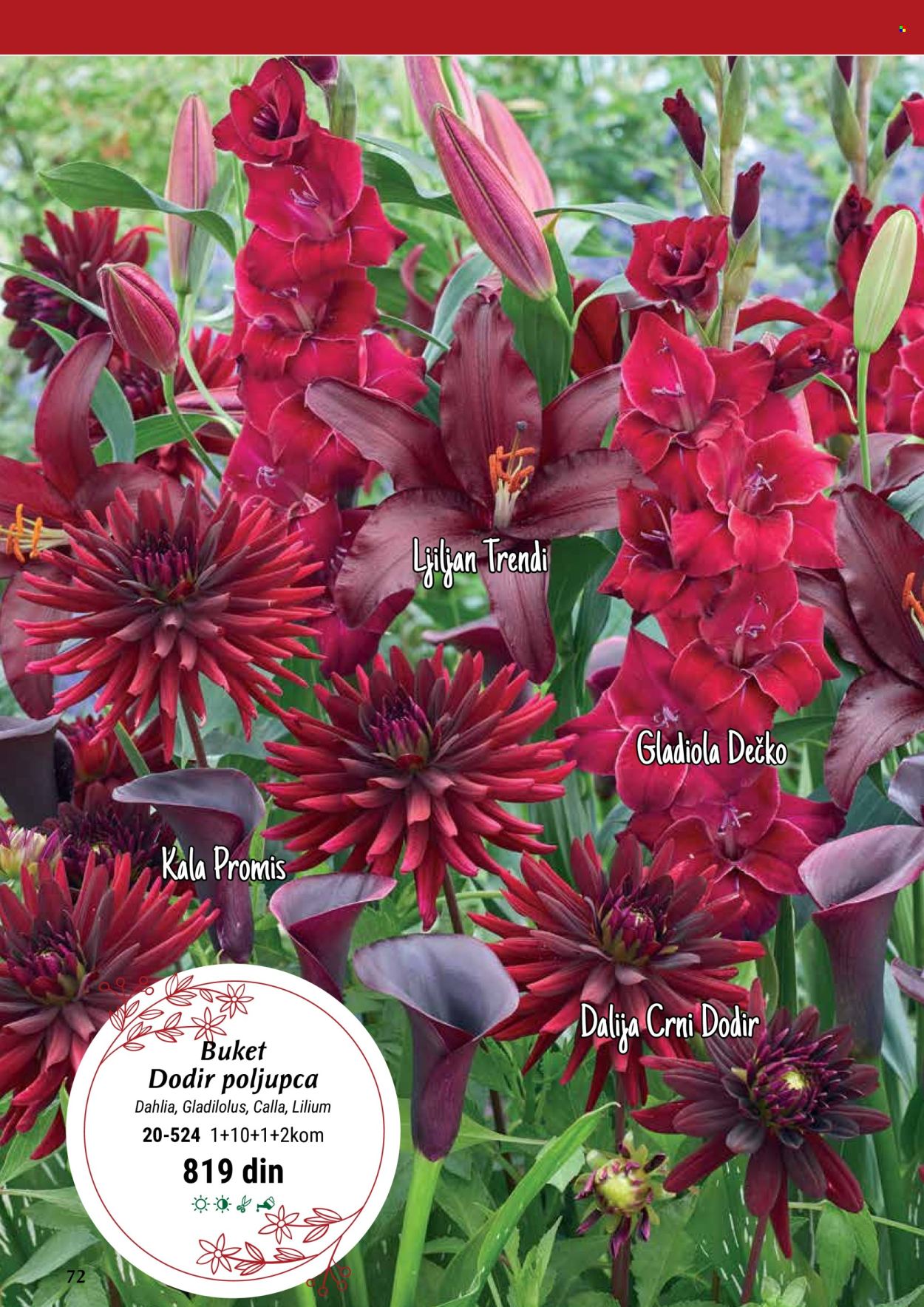 thumbnail - Flora Ekspres katalog - Proizvodi na akciji - sobne biljke, kala, Dahlia, ukrasne sobne biljke. Stranica 72.