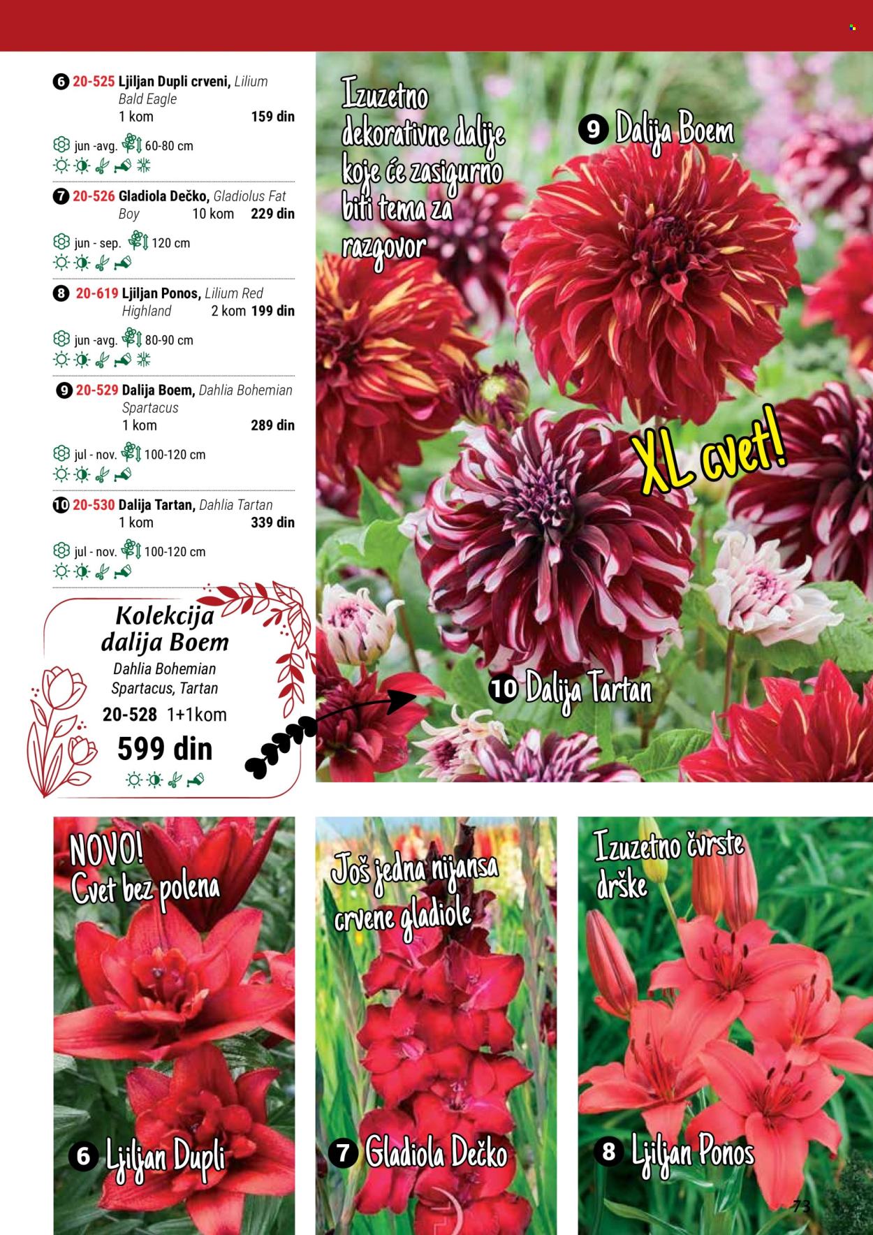 thumbnail - Flora Ekspres katalog - Proizvodi na akciji - sobne biljke, ljiljan, Dahlia. Stranica 73.