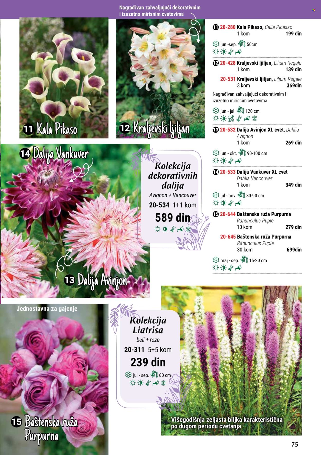 thumbnail - Flora Ekspres katalog - Proizvodi na akciji - ruže, sobne biljke, kala, ljiljan, Dahlia, ukrasne sobne biljke. Stranica 75.
