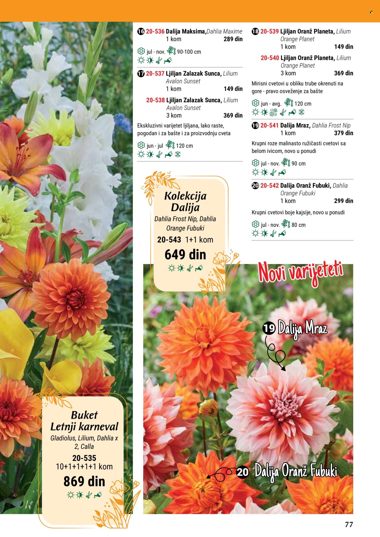 thumbnail - Flora Ekspres katalog - Proizvodi na akciji - sobne biljke, ljiljan, Dahlia. Stranica 77.