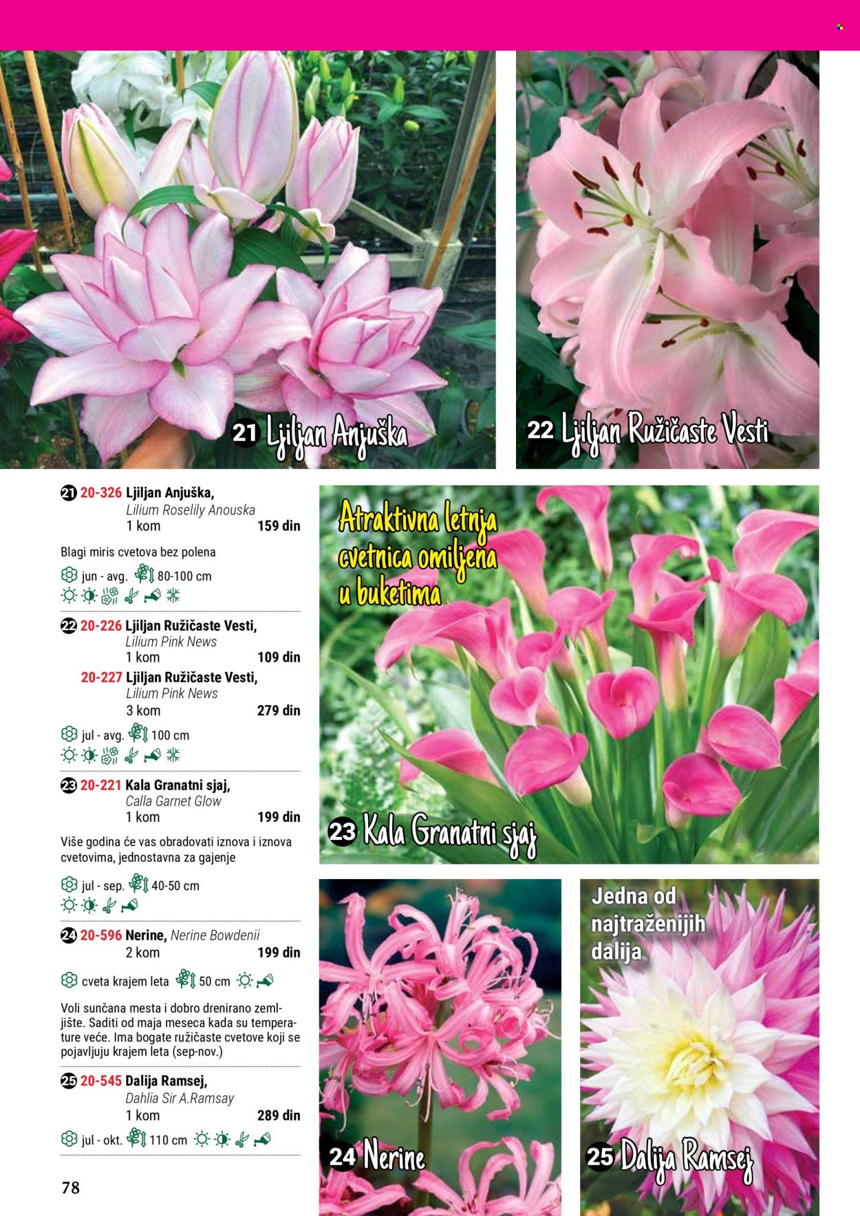 thumbnail - Flora Ekspres katalog - Proizvodi na akciji - sobne biljke, kala, ljiljan, Dahlia, ukrasne sobne biljke. Stranica 78.
