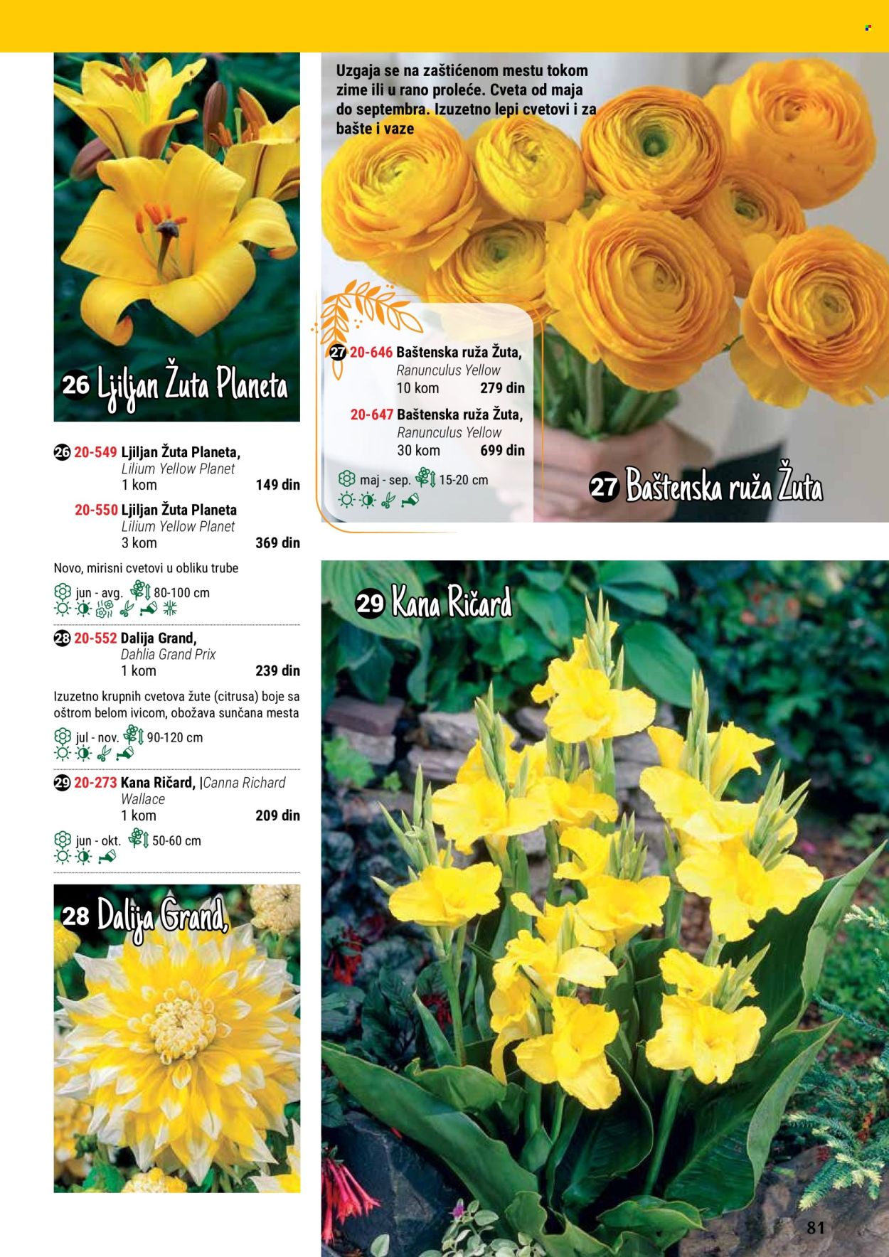 thumbnail - Flora Ekspres katalog - Proizvodi na akciji - ruže, sobne biljke, ljiljan, Dahlia. Stranica 81.