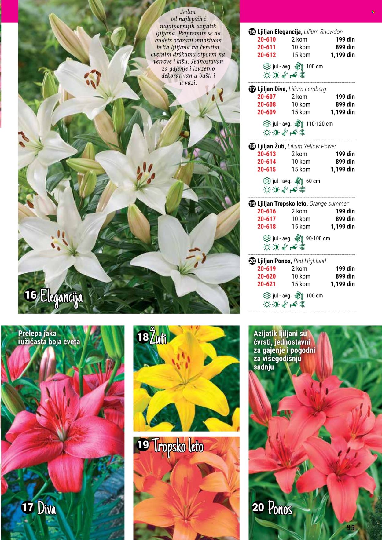 thumbnail - Flora Ekspres katalog - Proizvodi na akciji - sobne biljke, ljiljan. Stranica 95.