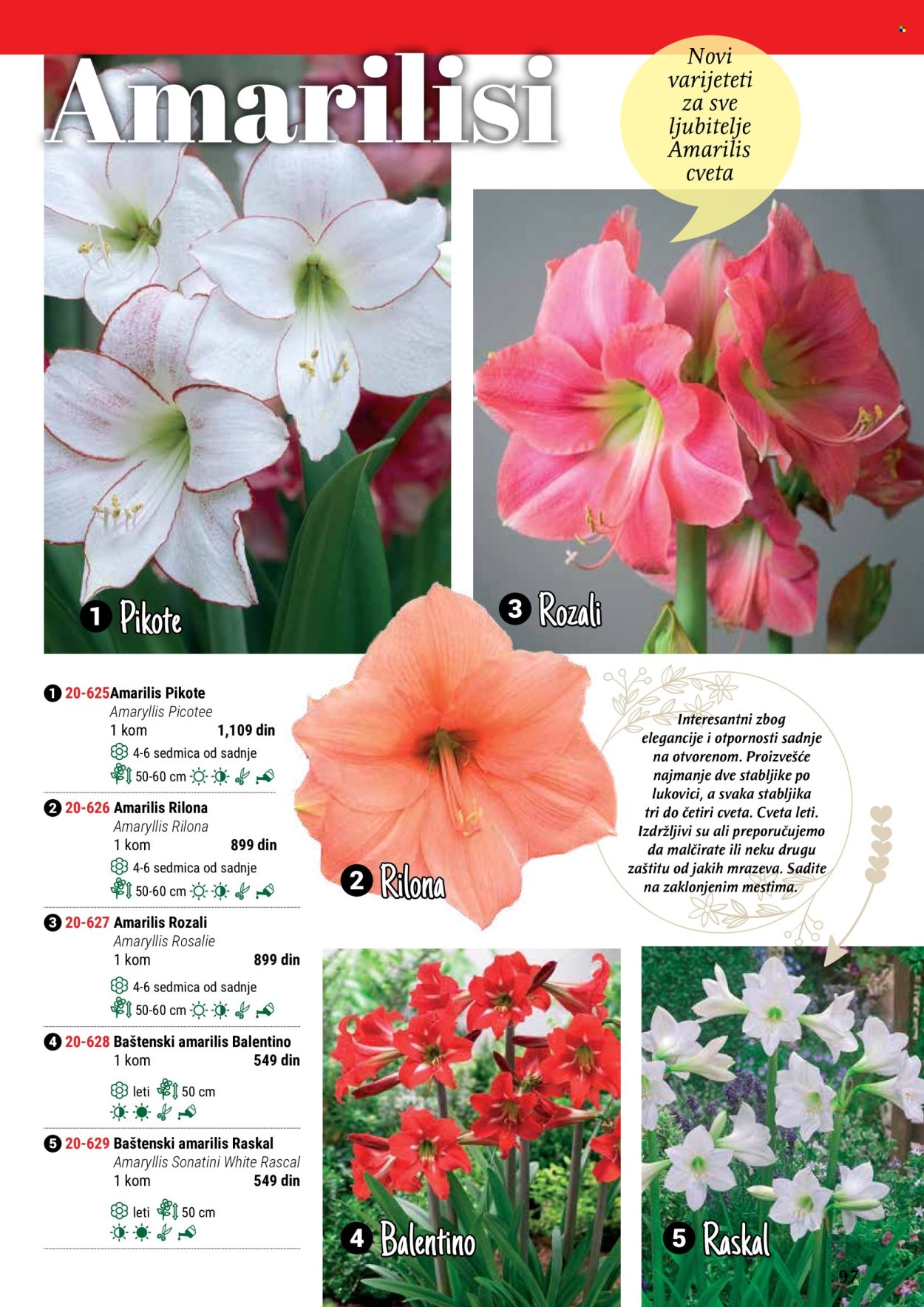 thumbnail - Flora Ekspres katalog - Proizvodi na akciji - sobne biljke, amarilis. Stranica 97.