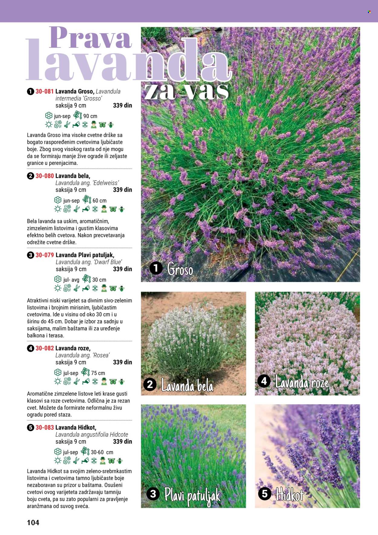 thumbnail - Flora Ekspres katalog - Proizvodi na akciji - cveće, saksija, dekoracija. Stranica 104.