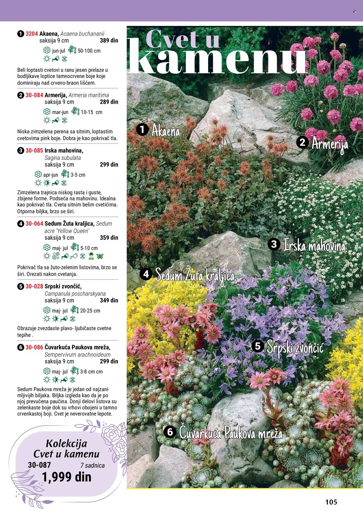 thumbnail - Flora Ekspres katalog - Proizvodi na akciji - saksija, sadnice, ukrasne sobne biljke. Stranica 105.
