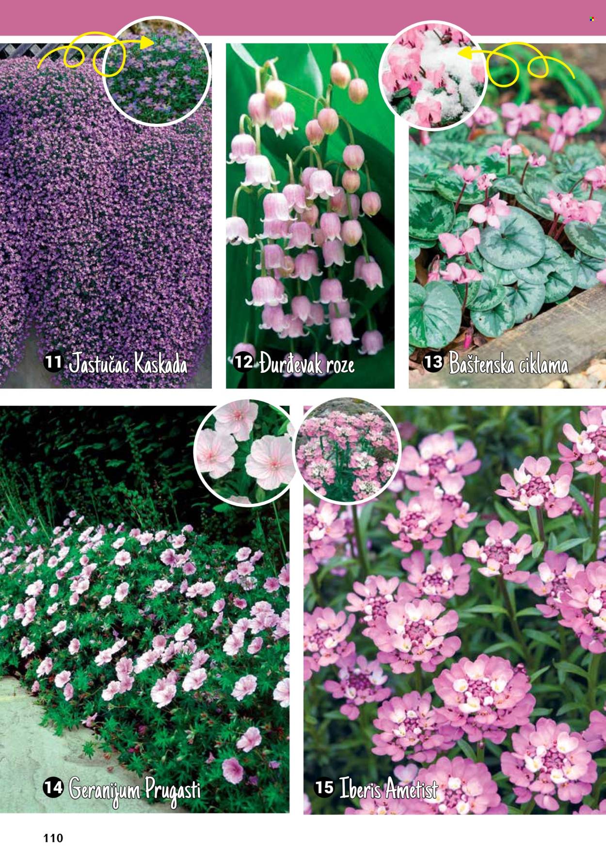 thumbnail - Flora Ekspres katalog - Proizvodi na akciji - sobne biljke, ciklama. Stranica 110.