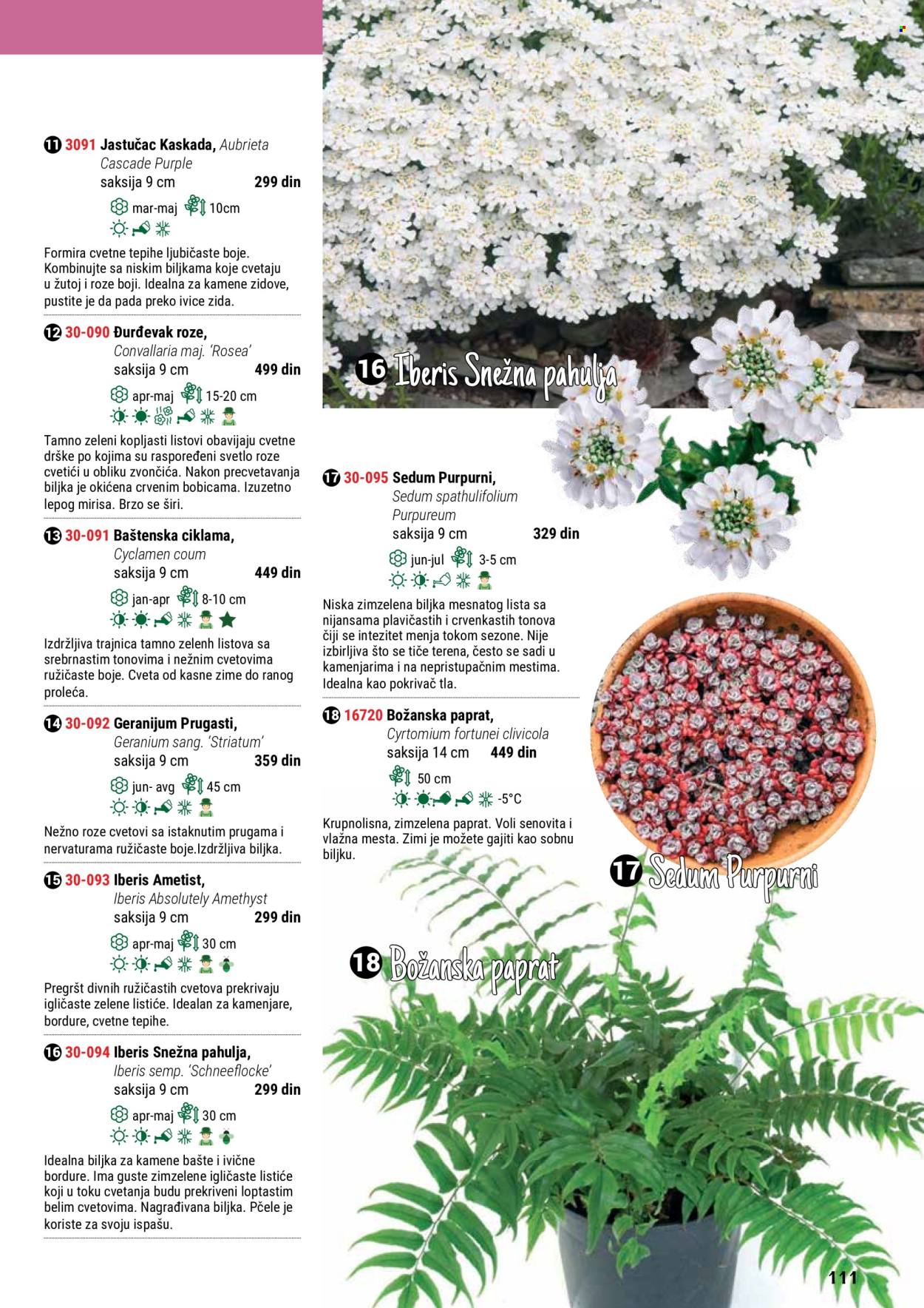 thumbnail - Flora Ekspres katalog - Proizvodi na akciji - saksija, sobne biljke, ciklama. Stranica 111.