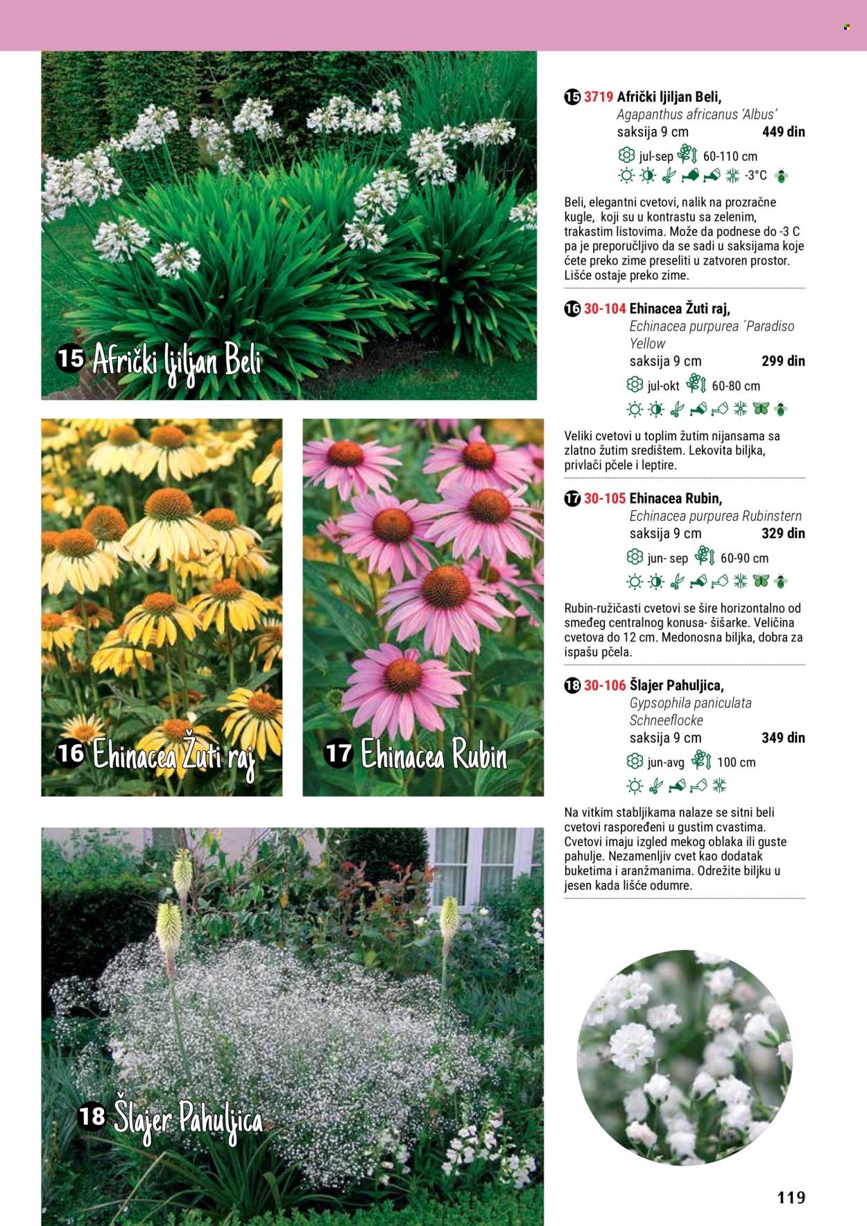 thumbnail - Flora Ekspres katalog - Proizvodi na akciji - saksija, sobne biljke, ljiljan, dekoracija. Stranica 119.