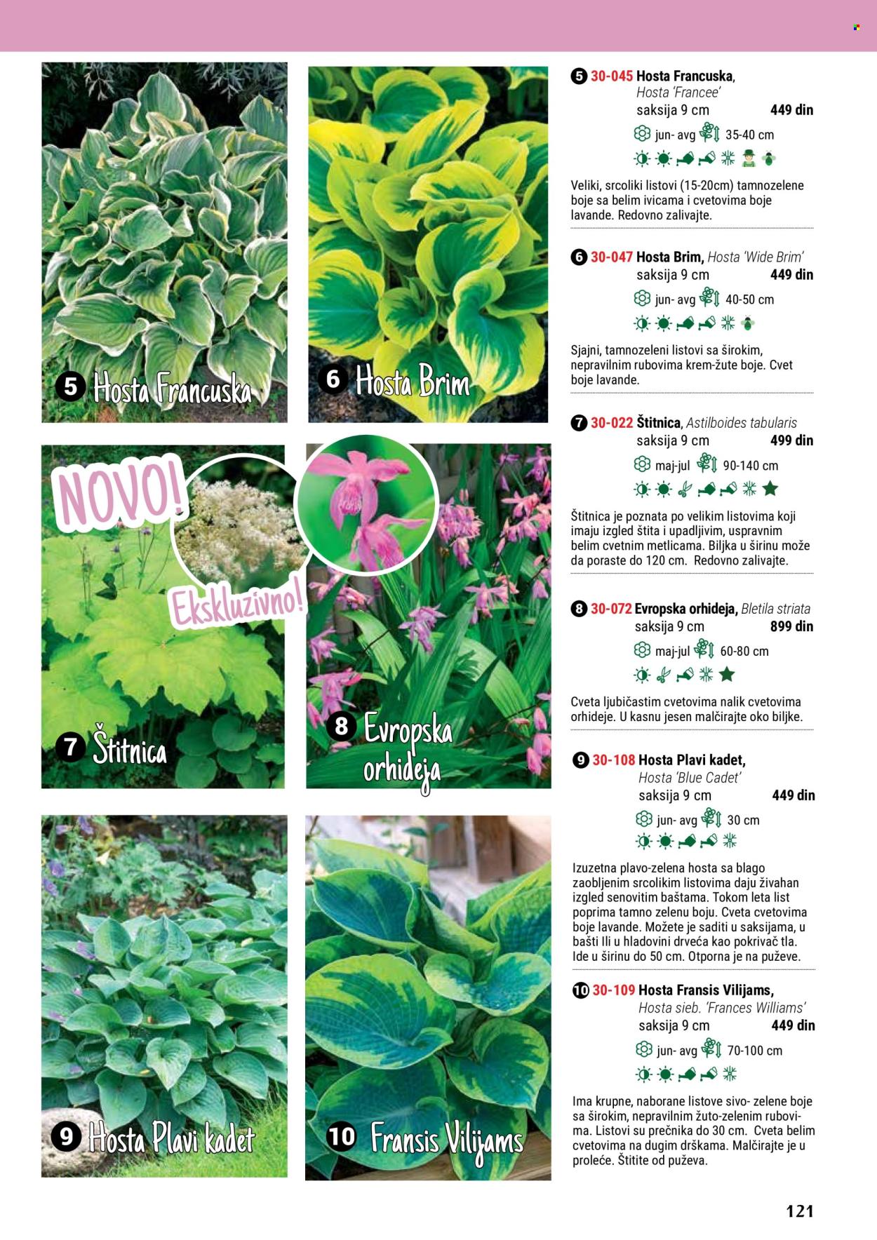 thumbnail - Flora Ekspres katalog - Proizvodi na akciji - orhideja, saksija, sobne biljke, hosta, ukrasne sobne biljke. Stranica 121.