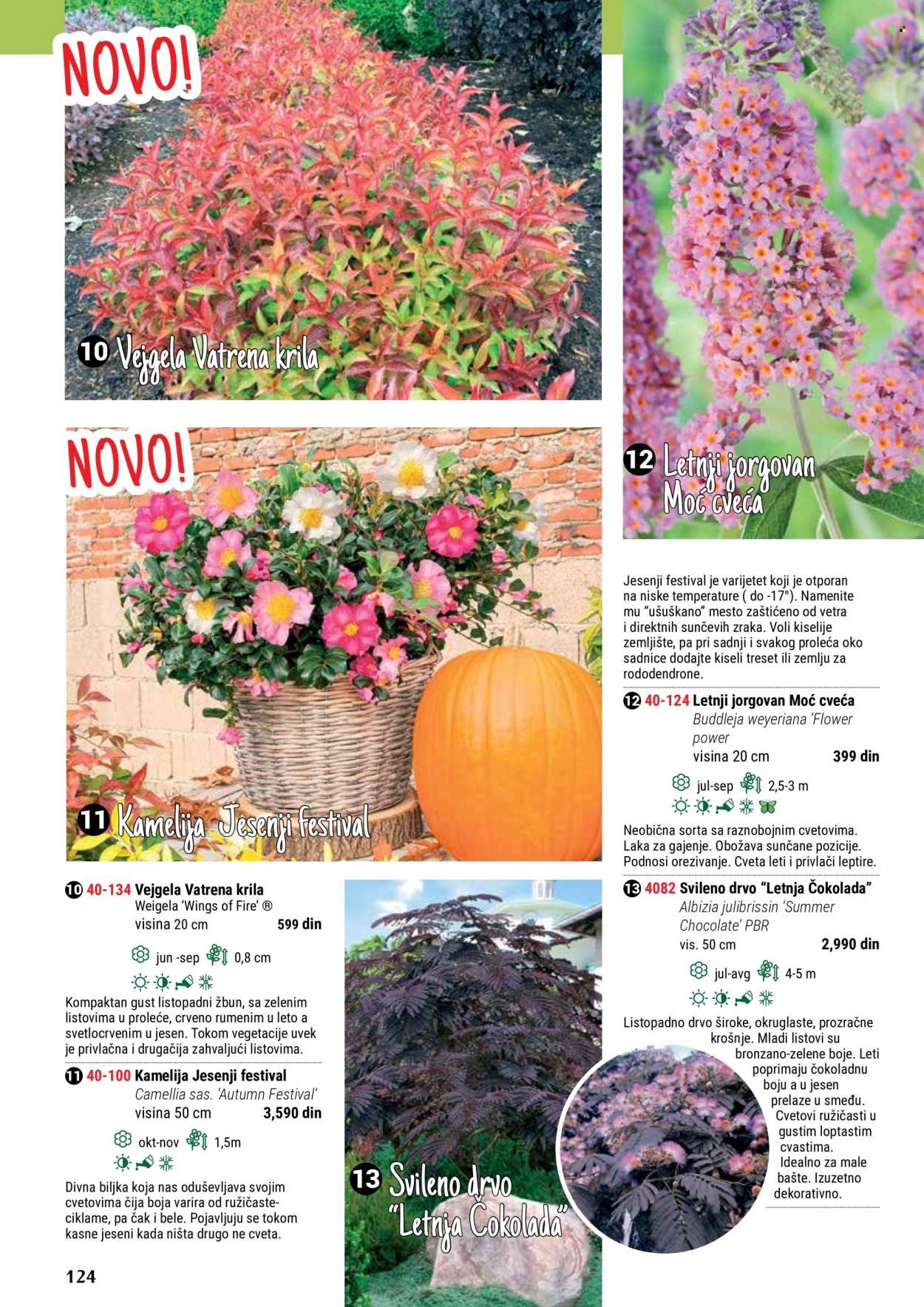 thumbnail - Flora Ekspres katalog - Proizvodi na akciji - sadnice, sobne biljke, ukrasne sobne biljke, kamelija. Stranica 124.