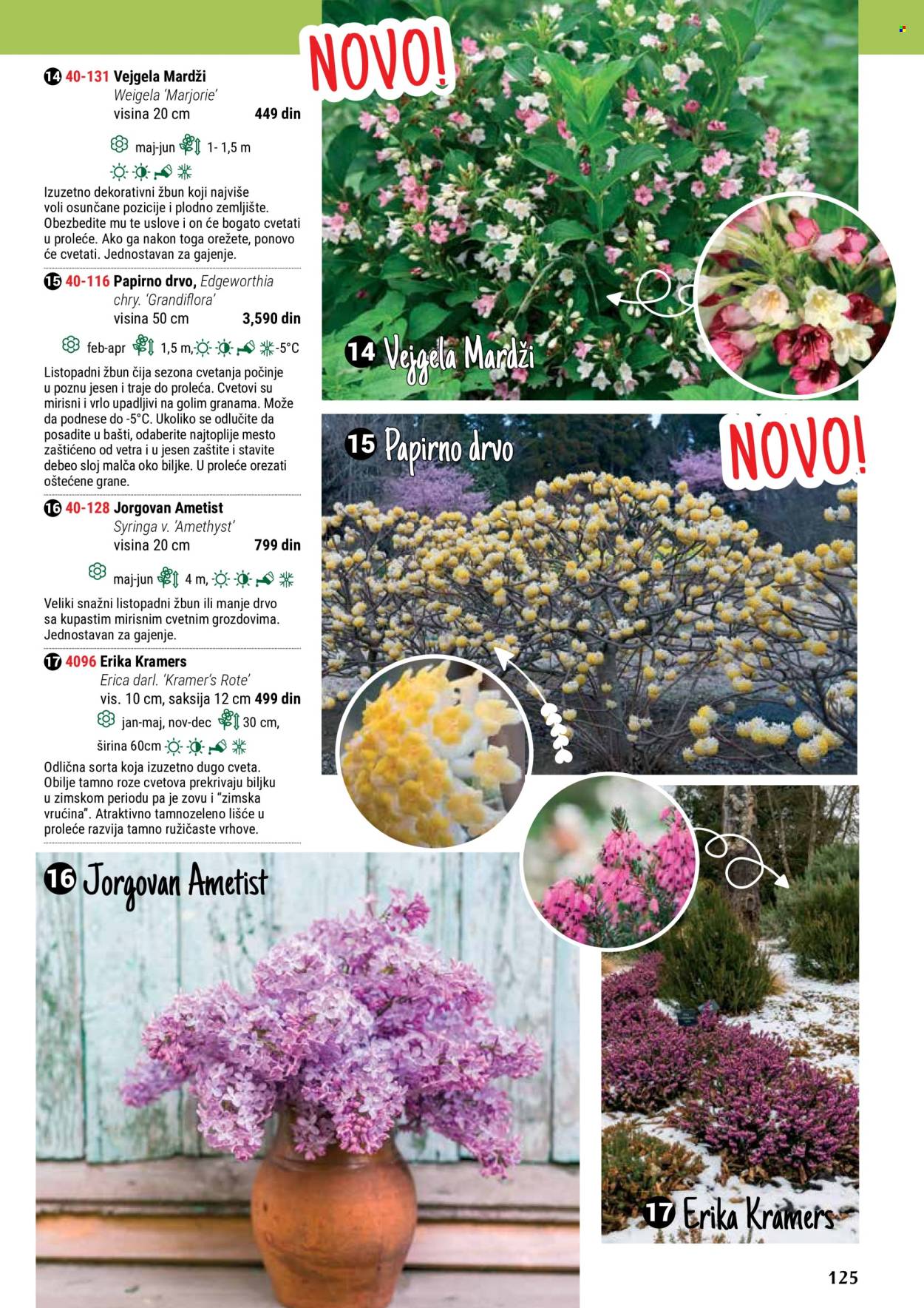 thumbnail - Flora Ekspres katalog - Proizvodi na akciji - saksija. Stranica 125.