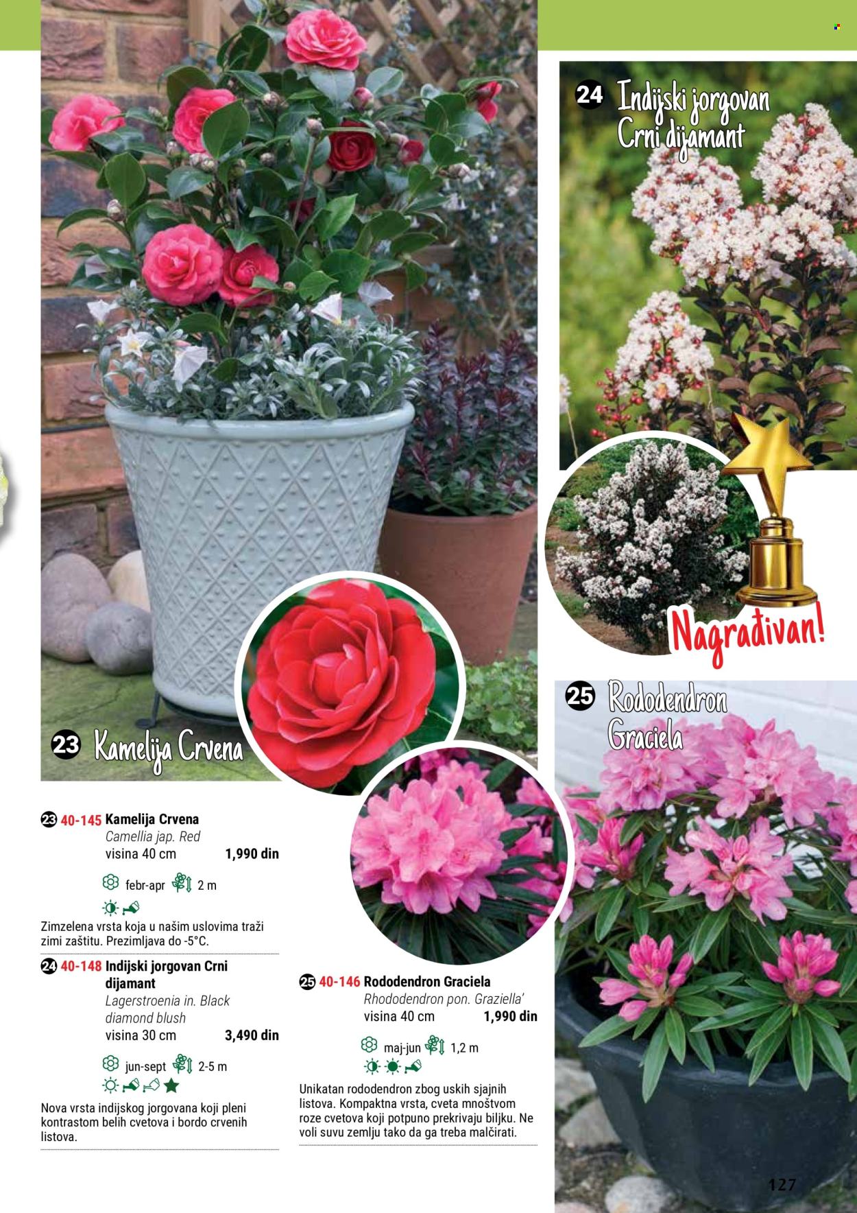 thumbnail - Flora Ekspres katalog - Proizvodi na akciji - cveće, sobne biljke, ukrasne sobne biljke, kamelija. Stranica 127.