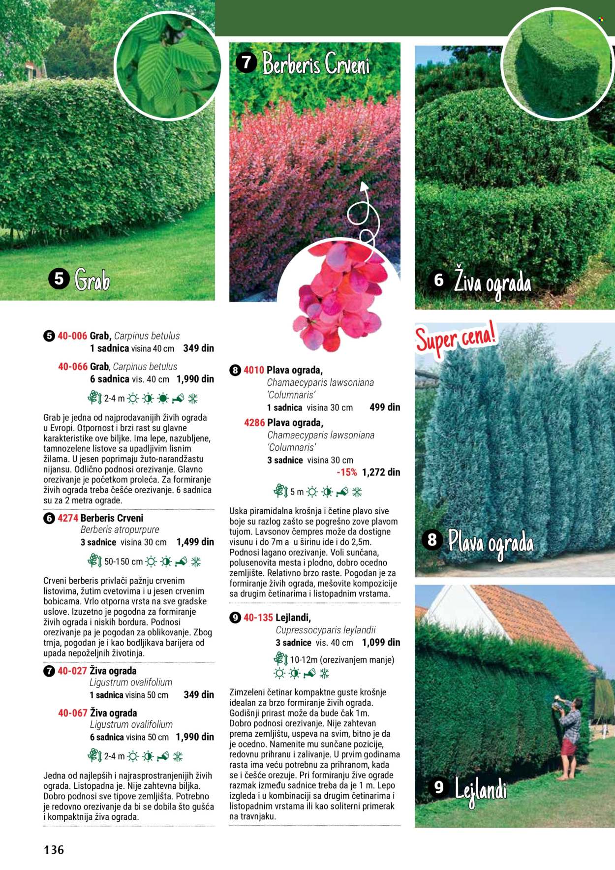 thumbnail - Flora Ekspres katalog - Proizvodi na akciji - sadnice, ogradica. Stranica 136.