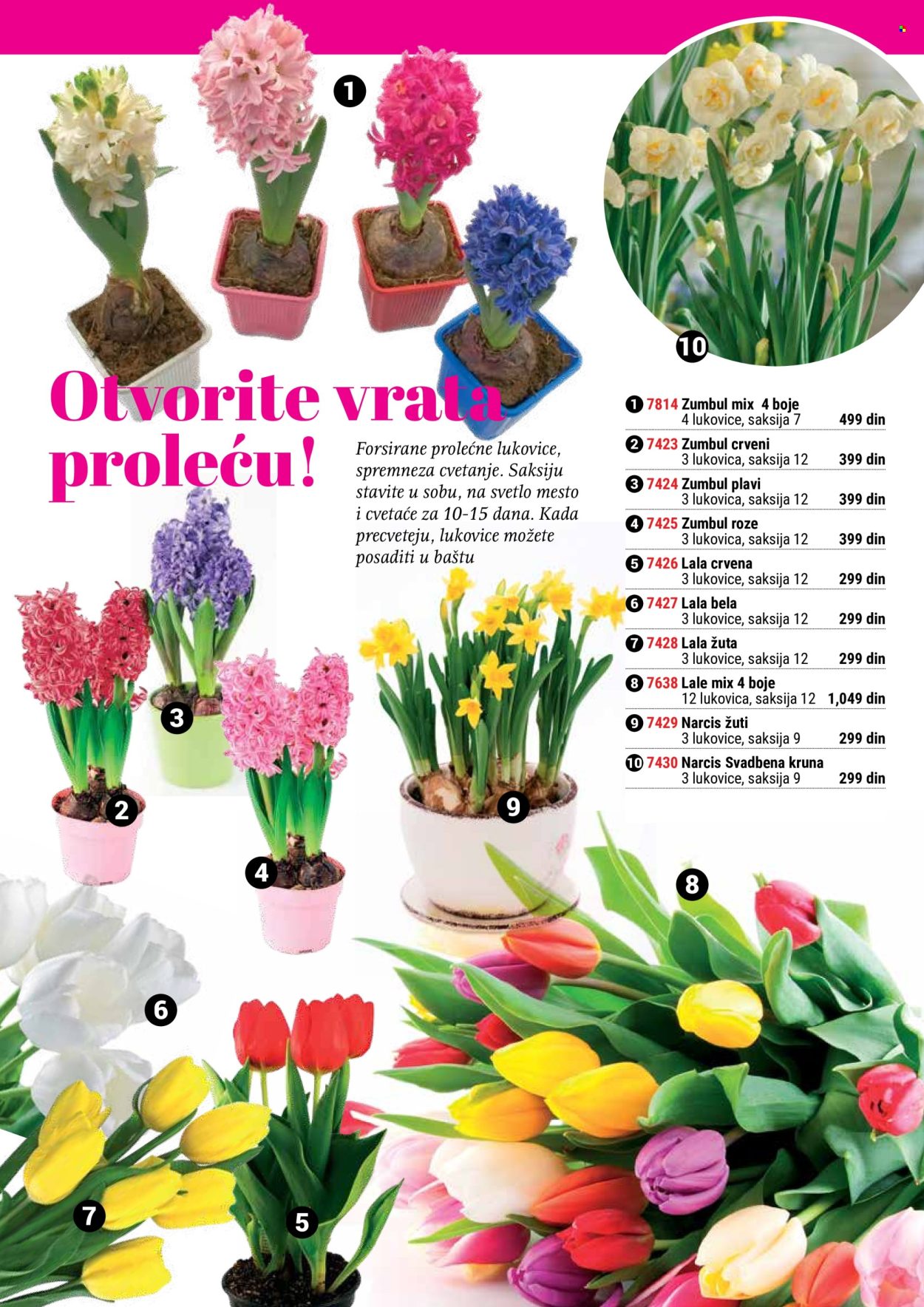 thumbnail - Flora Ekspres katalog - Proizvodi na akciji - sobne biljke, zumbul, lale, narcis, prolećno cveće, lukovice cveća. Stranica 140.