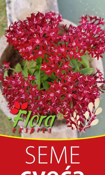 Flora Ekspres katalog.