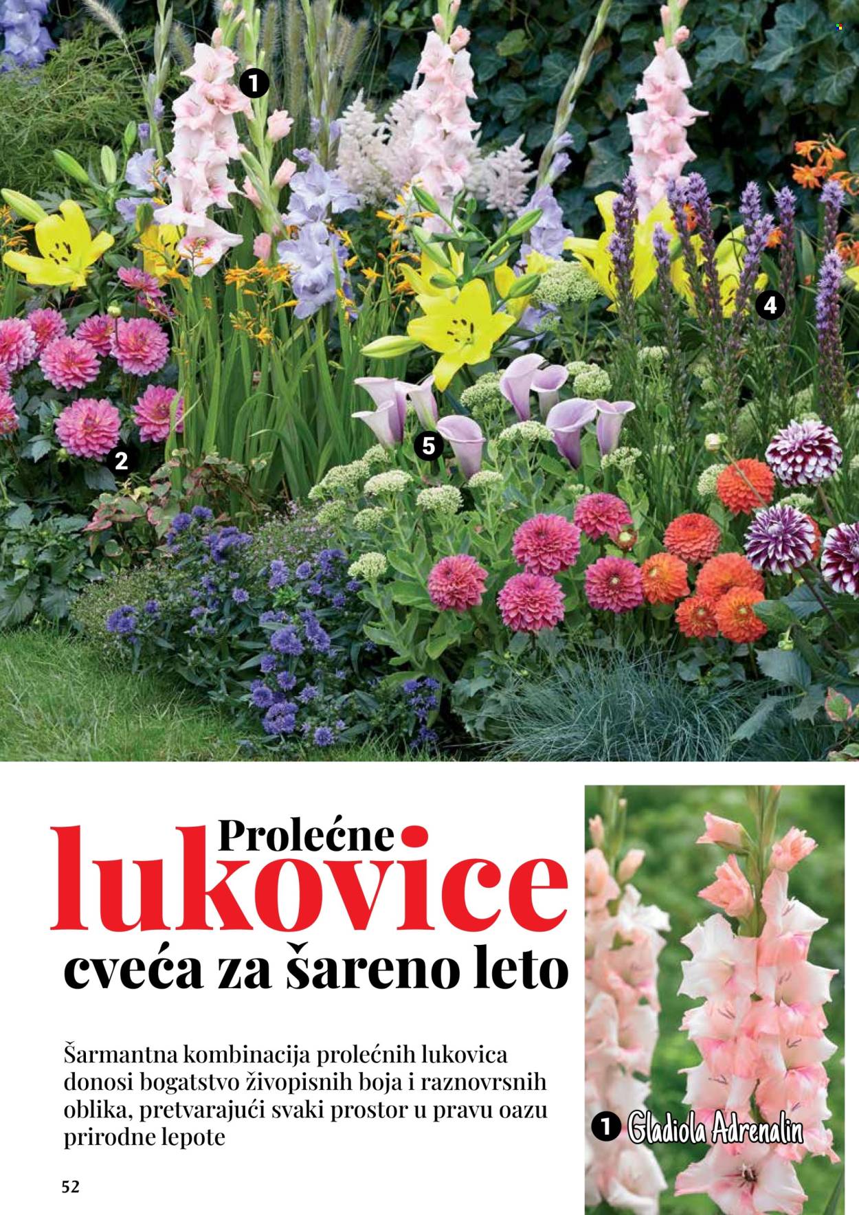 Flora Ekspres katalog. Stranica 1
