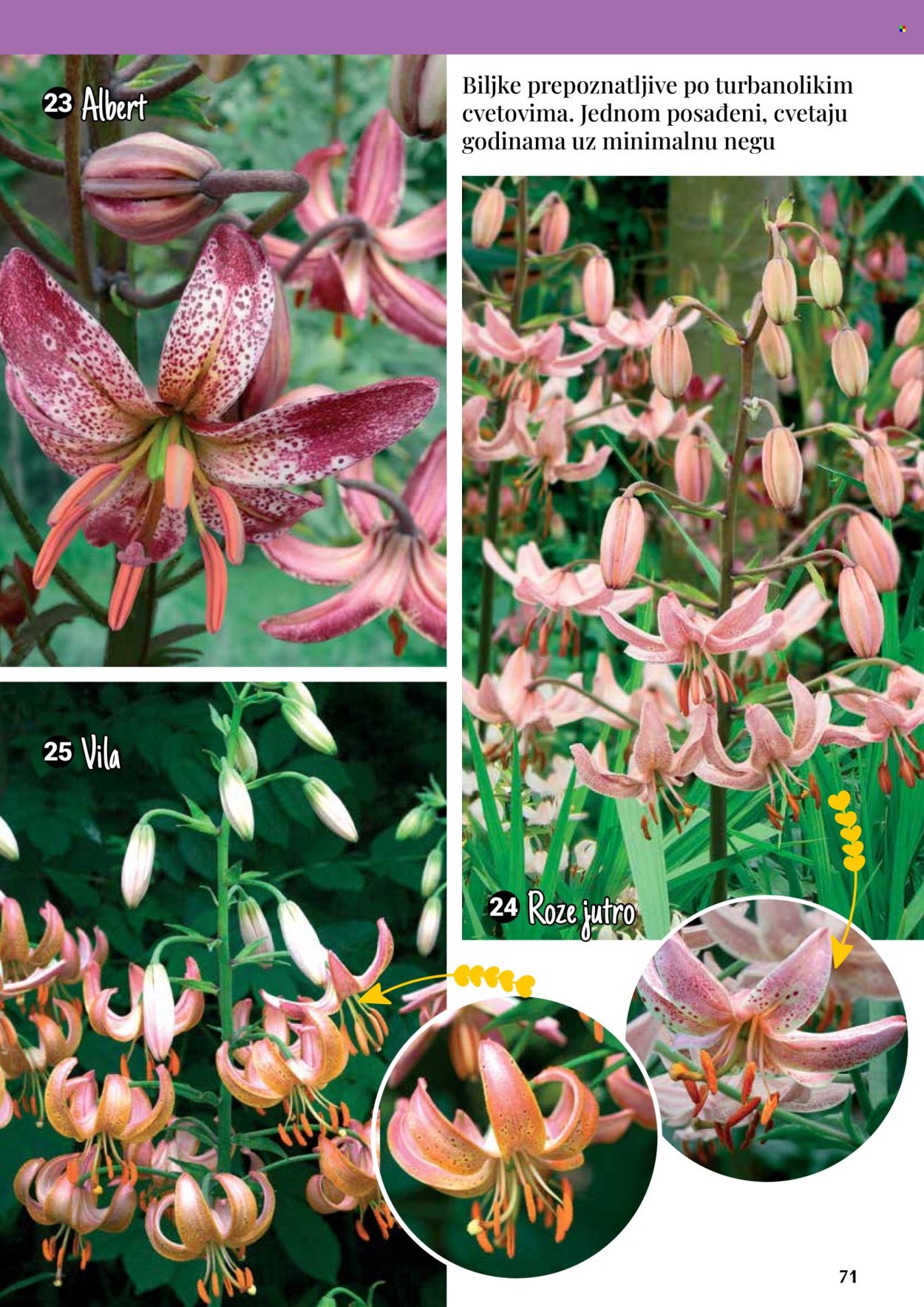 Flora Ekspres katalog. Stranica 1