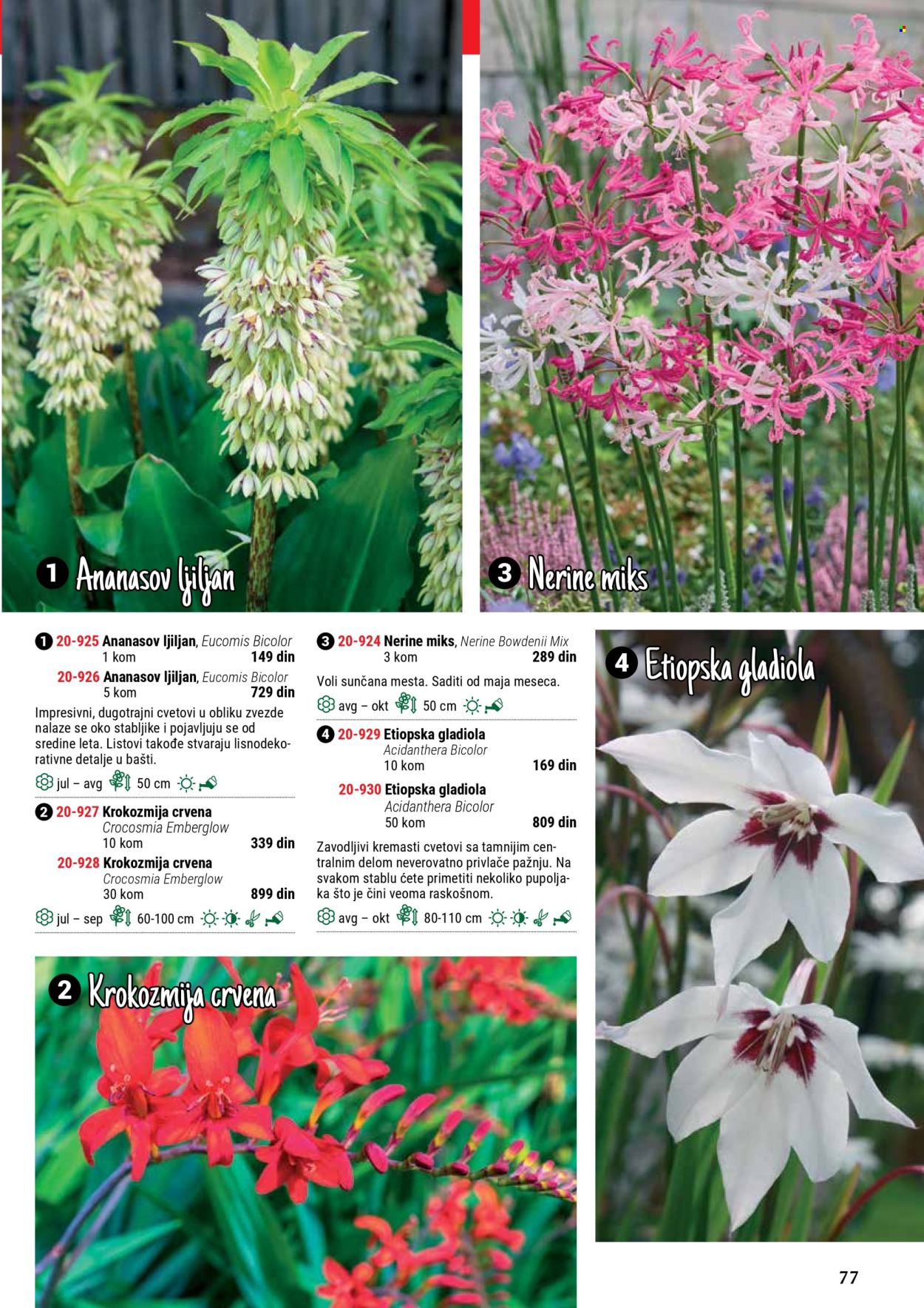 Flora Ekspres katalog. Stranica 1