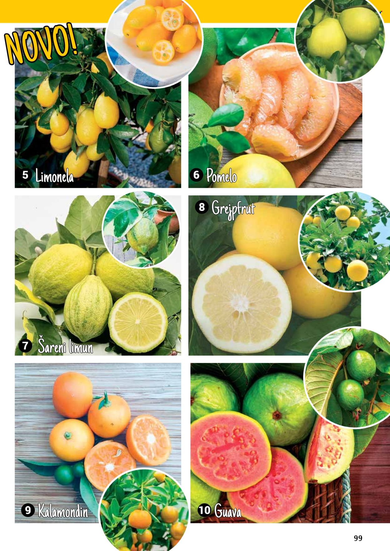 Flora Ekspres katalog. Stranica 1