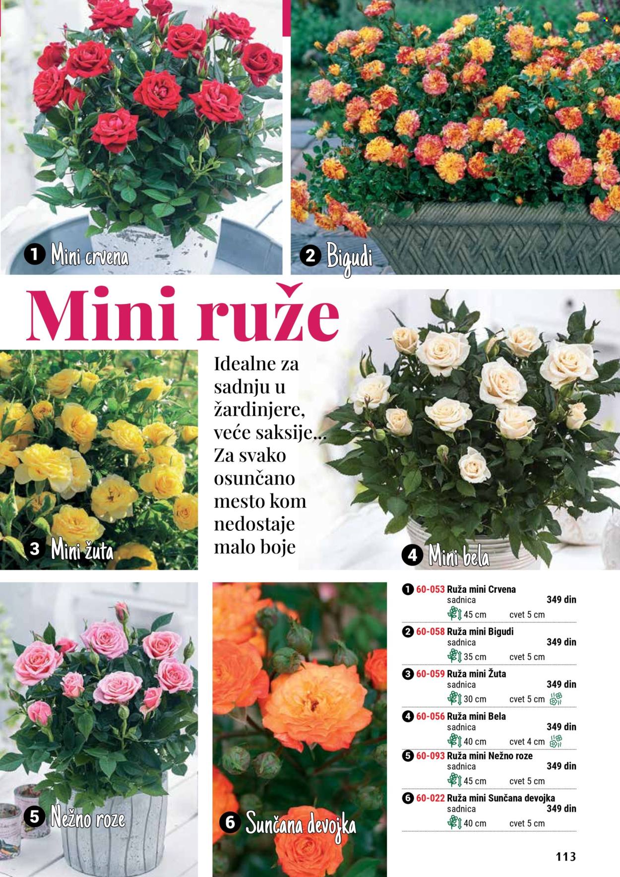 Flora Ekspres katalog. Stranica 1