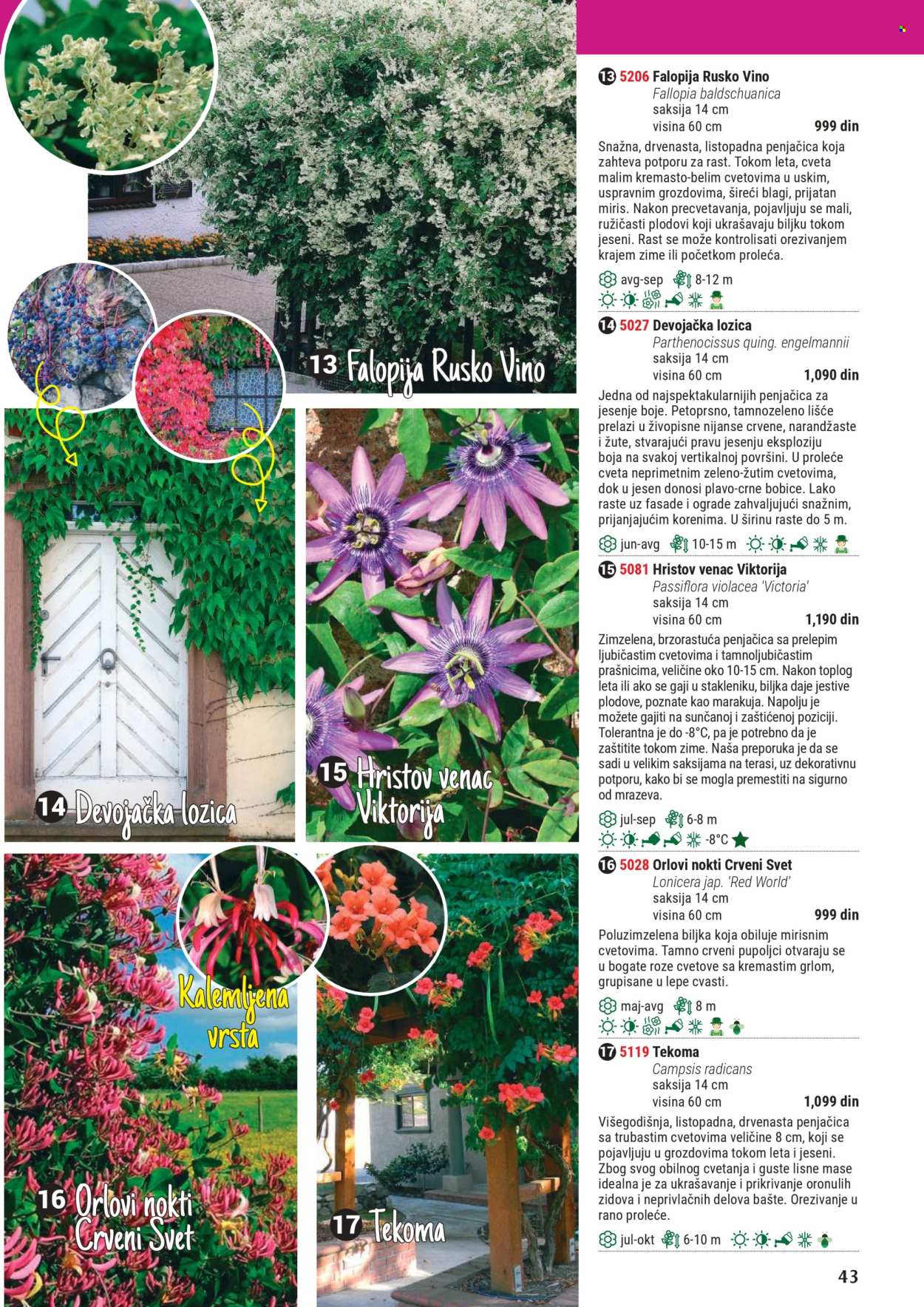 Flora Ekspres katalog. Stranica 1