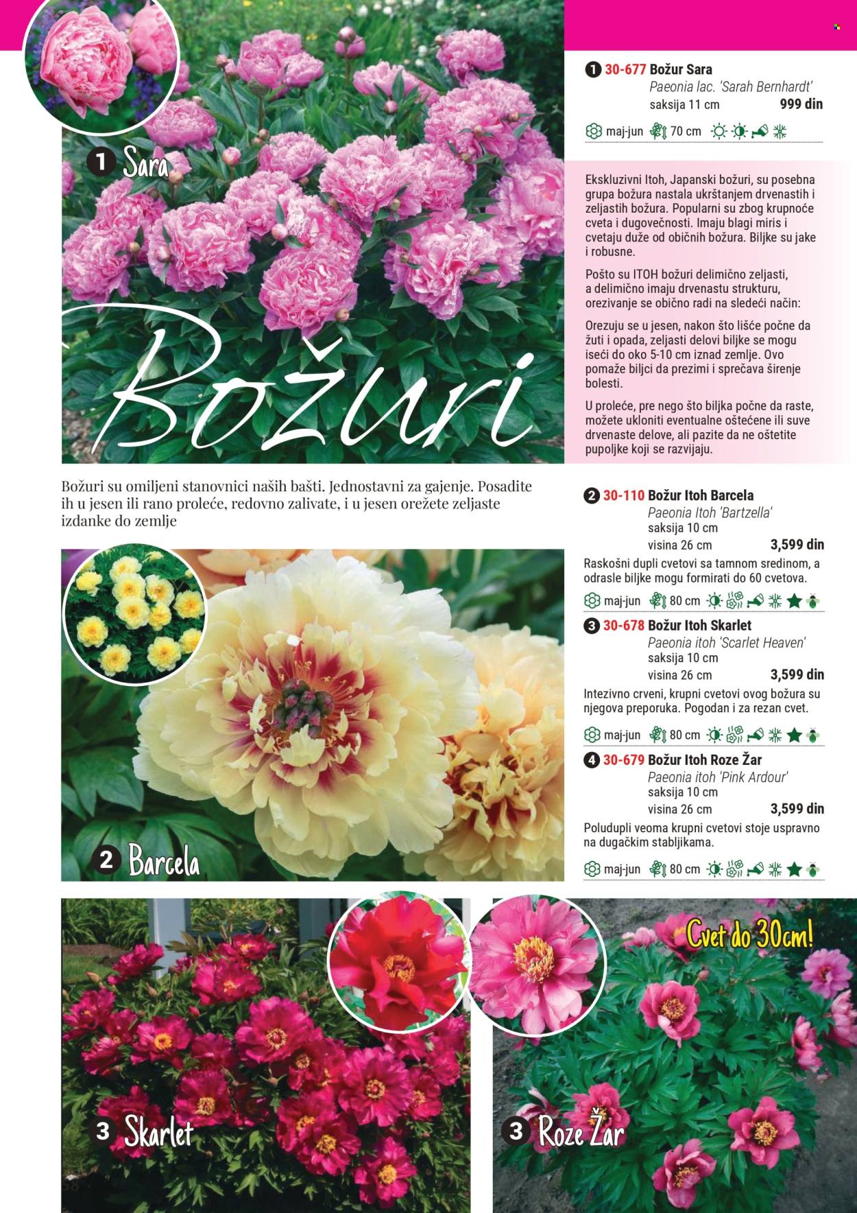 Flora Ekspres katalog. Stranica 1