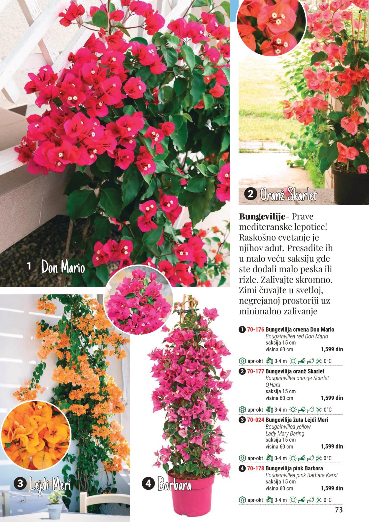 Flora Ekspres katalog. Stranica 1