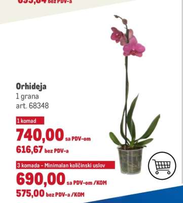 Orhideja