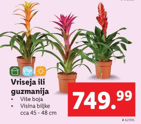 Vrísea ili guzmanija