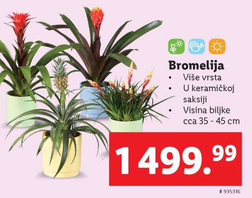 Bromelija