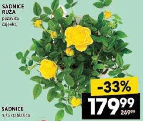 SADNICE RUŽA