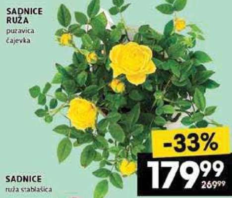SADNICE RUŽA