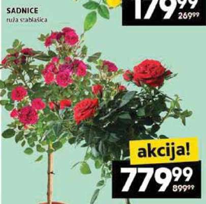 SADNICE