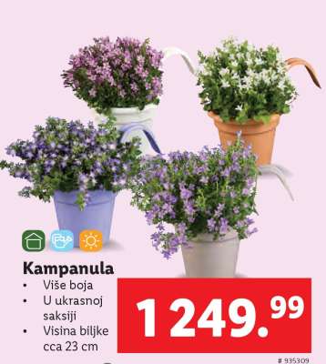 Kampanula