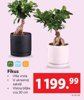 Fikus