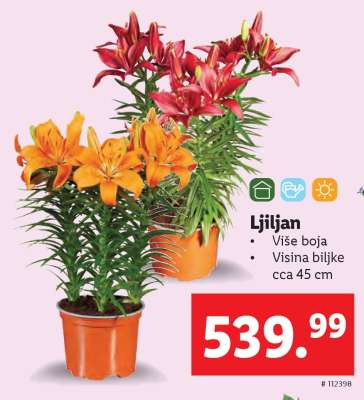 Ljiljan