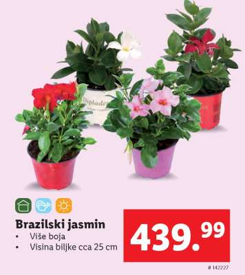Brazilski jasmin
